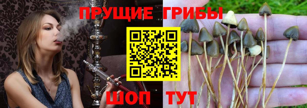 Псилоцибиновые грибы Cubensis Калуга